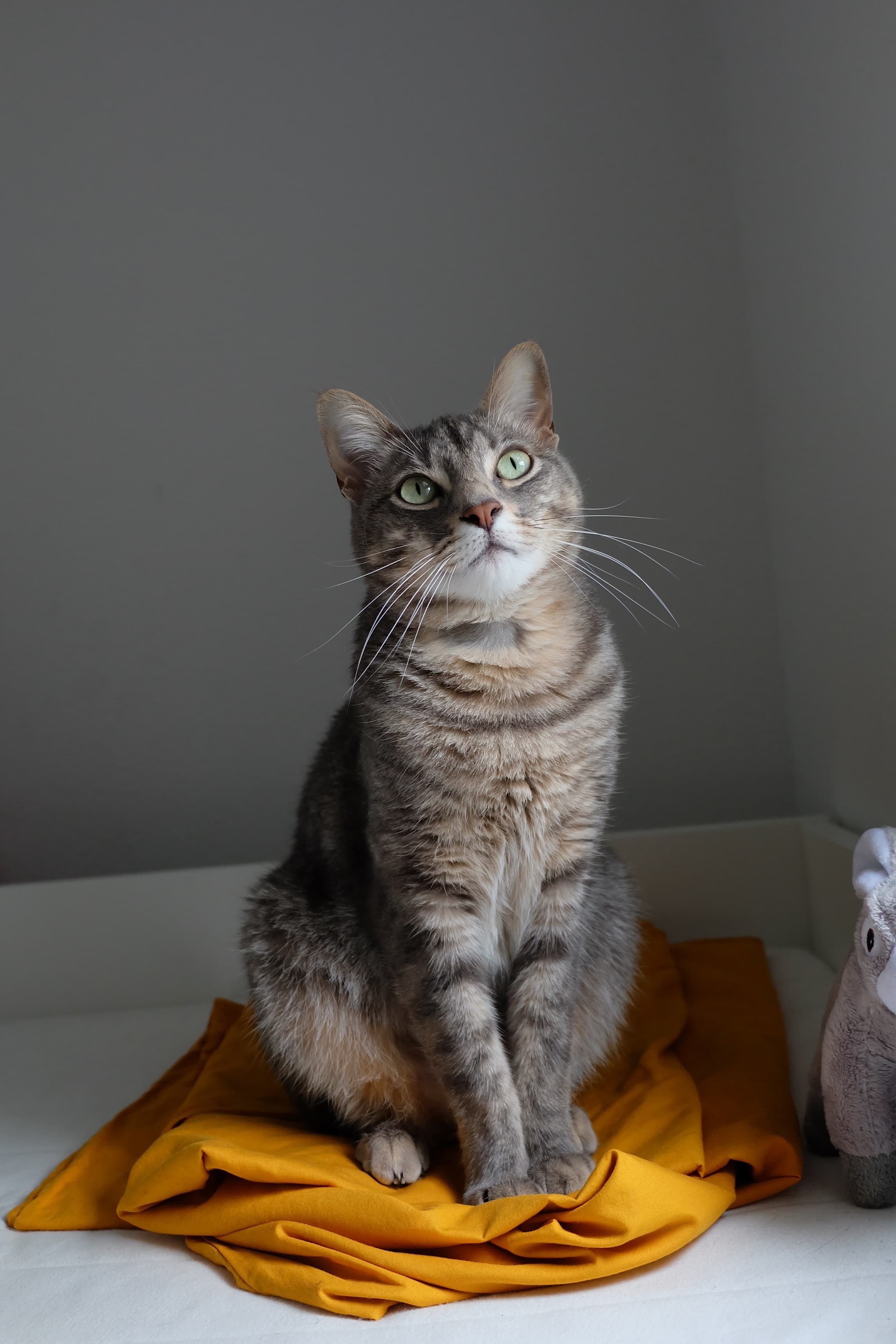 Chat assis à la maison sur un tissu jaune