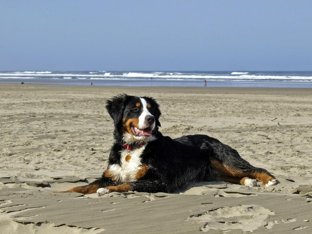 Chien allongé sur la plage face à l’océan
